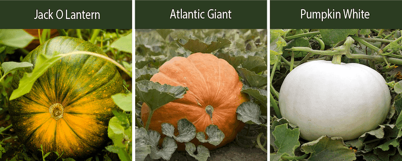 jack o lantern pumpkin altlantic giant pumpkin white pumpkin varieties